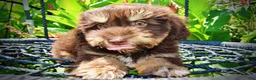 Havapoo dogs for sale: Epic - Ad 2
