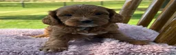 Cavapoo dogs for sale: Rory - Ad 5