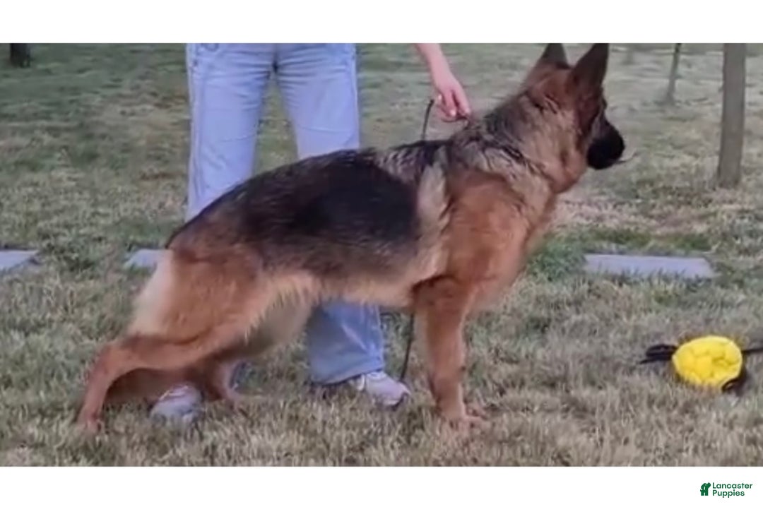 German Shepherd dogs for sale: German Shepherd Puppy 2 - Ad 2