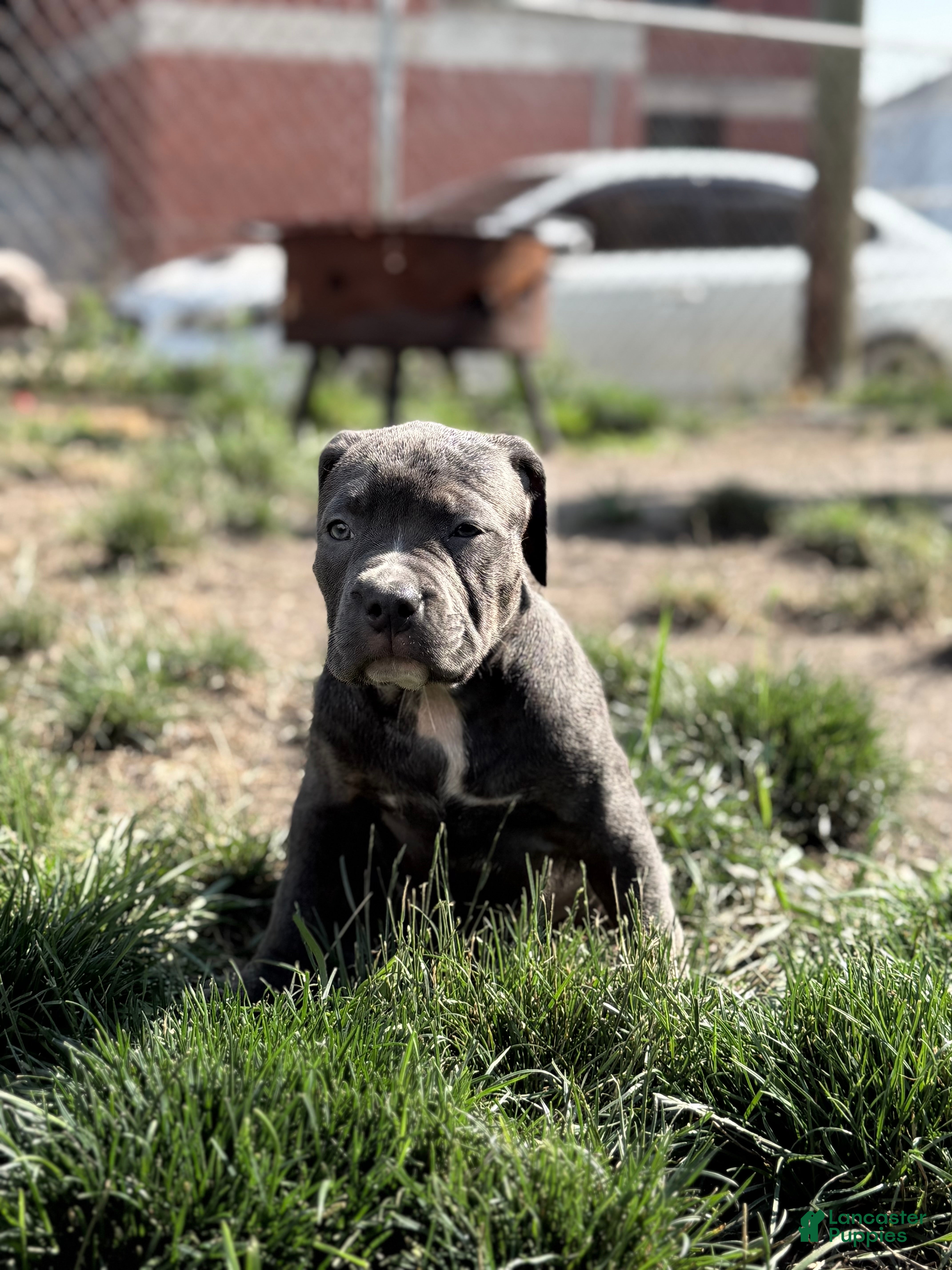 American Bully dogs Sugar - Ad 2