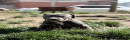 American Bully dogs for sale: Sugar - Ad 1