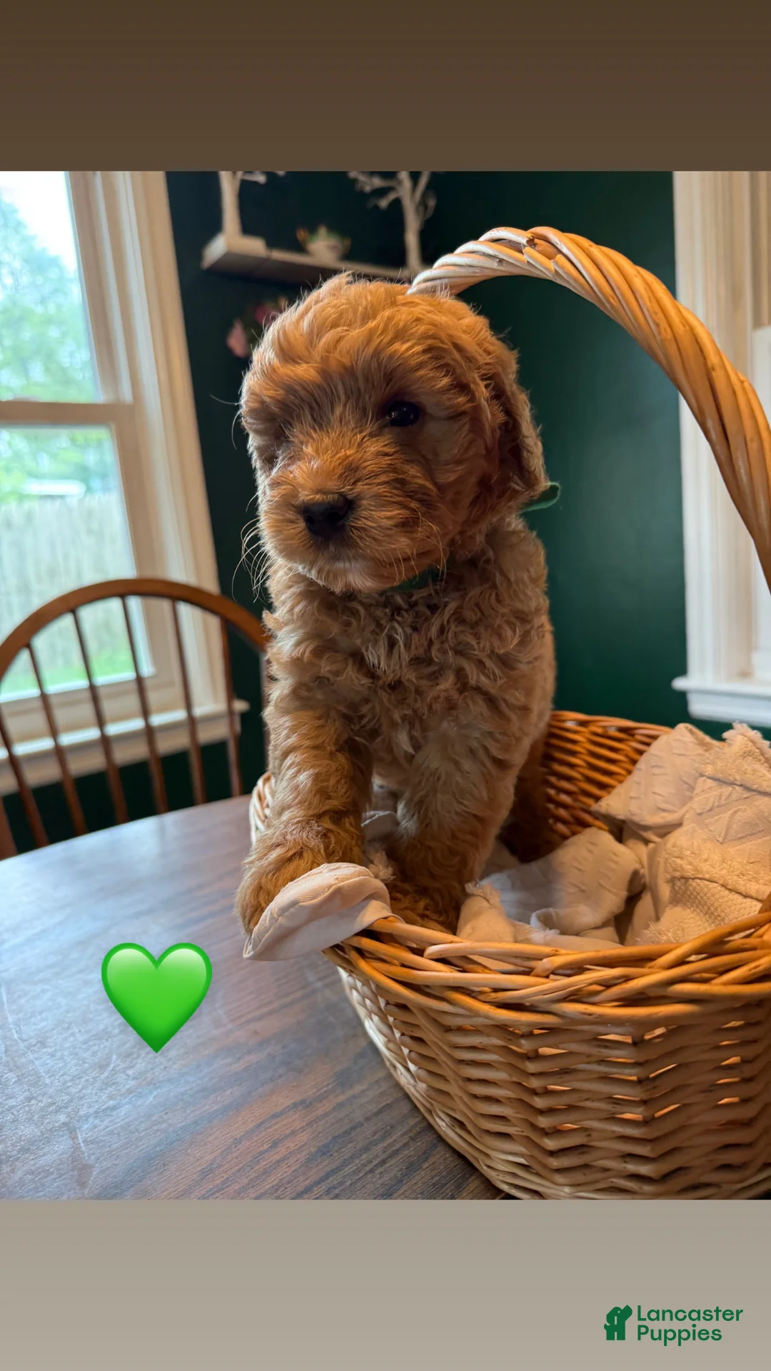 Mixed Breed dogs for sale: Boy 2 - Ad 1