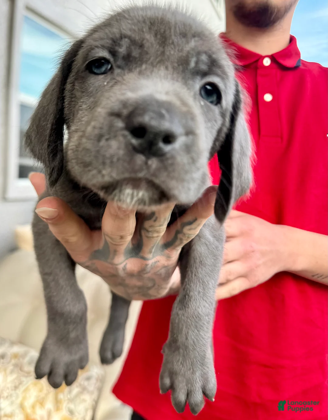 Mixed Breed dogs for sale: Mixed Breed Puppy 1 (purple)  - Ad 2
