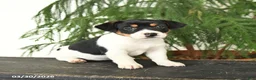 Jack Russell Terrier dogs for sale: Judy - Ad 1