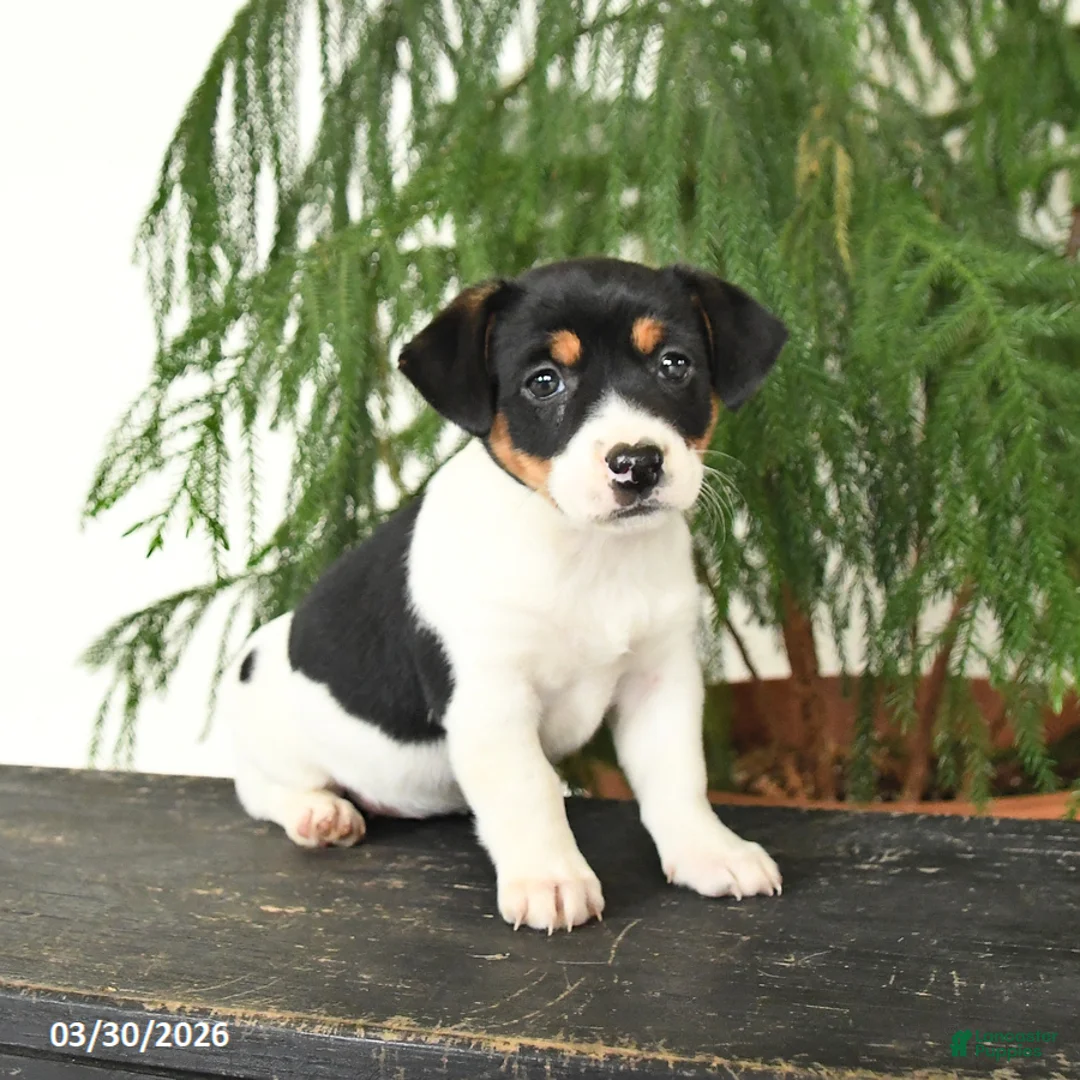 Jack Russell Terrier dogs for sale: Judy - Ad 1