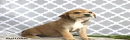Mixed Breed dogs for sale: Rosy - Ad 4