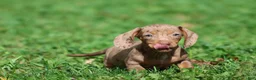 Miniature Dachshund dogs for sale: Heidi - Ad 2