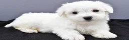 Maltese dogs for sale: Milo - Ad 8