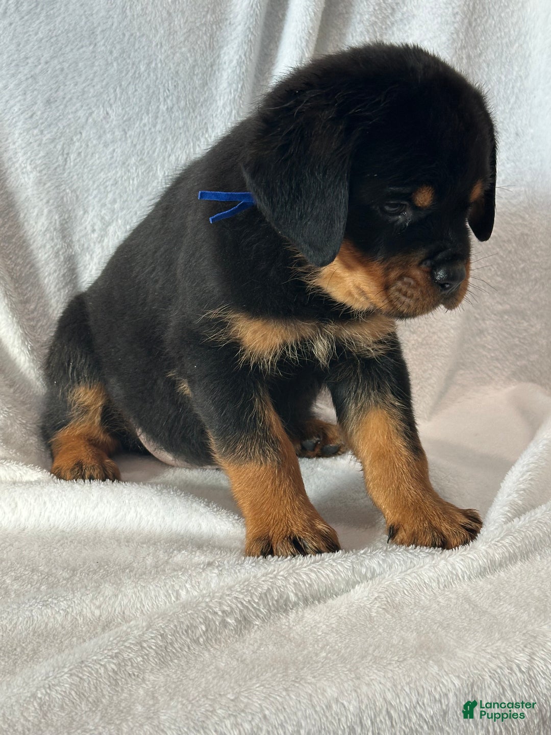 Rottweiler dogs for sale: Rottweiler Puppy 1 - Ad 3