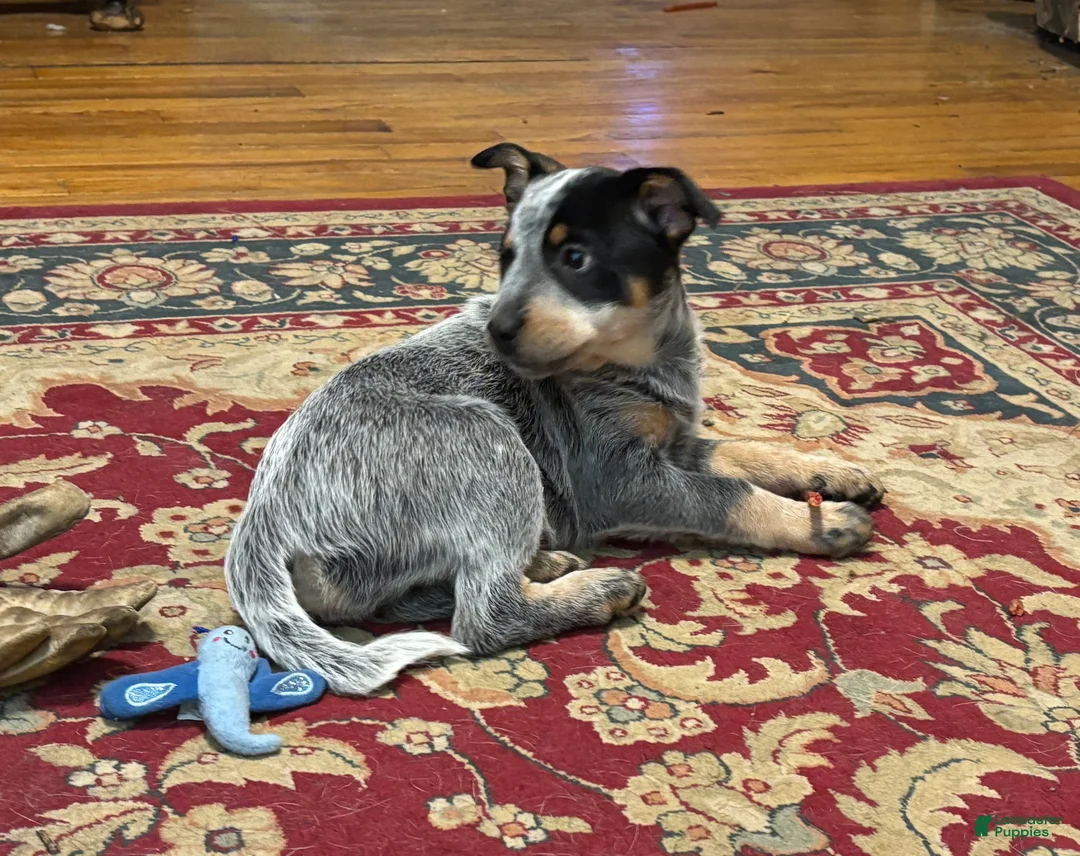 Australian Cattle Dog dogs for sale: Larry - Ad 7