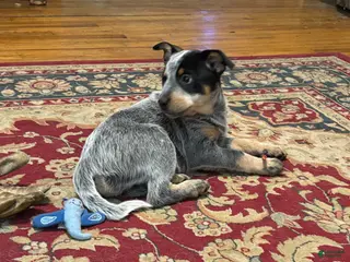 Australian Cattle Dog dogs Larry - Ad 6