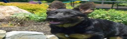 German Shepherd dogs for sale: Diamond - Ad 11