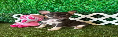 French Bulldog 3