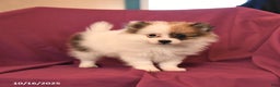 Pomeranian dogs for sale: George - Ad 8