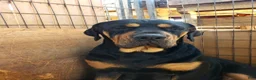 Rottweiler dogs for sale: Amiri - Ad 5