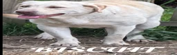 Labrador Retriever dogs for sale: Labrador Retriever 2 - Ad 3