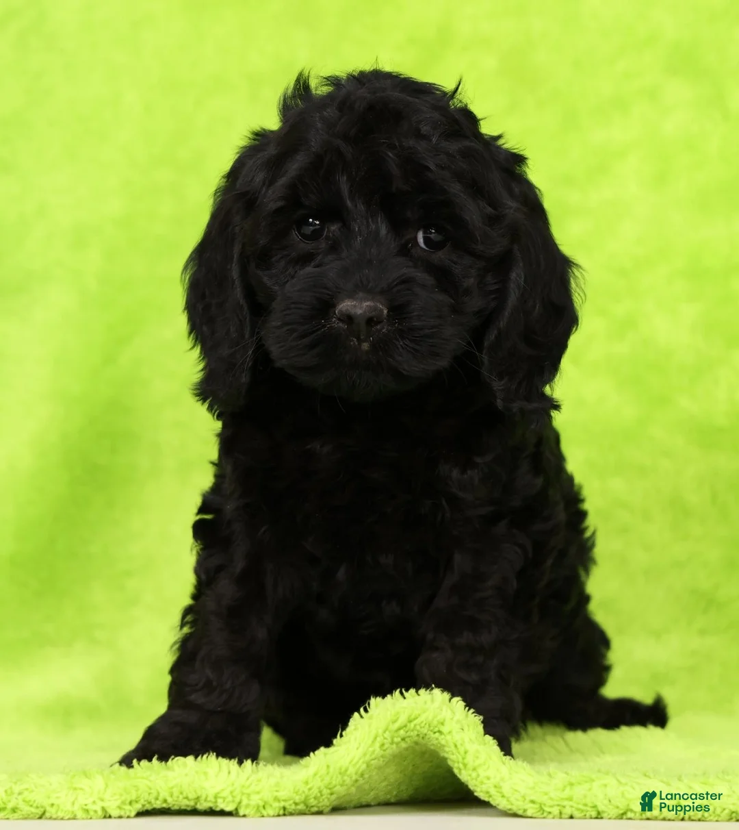 Cockapoo dogs for sale: Venus - Ad 1