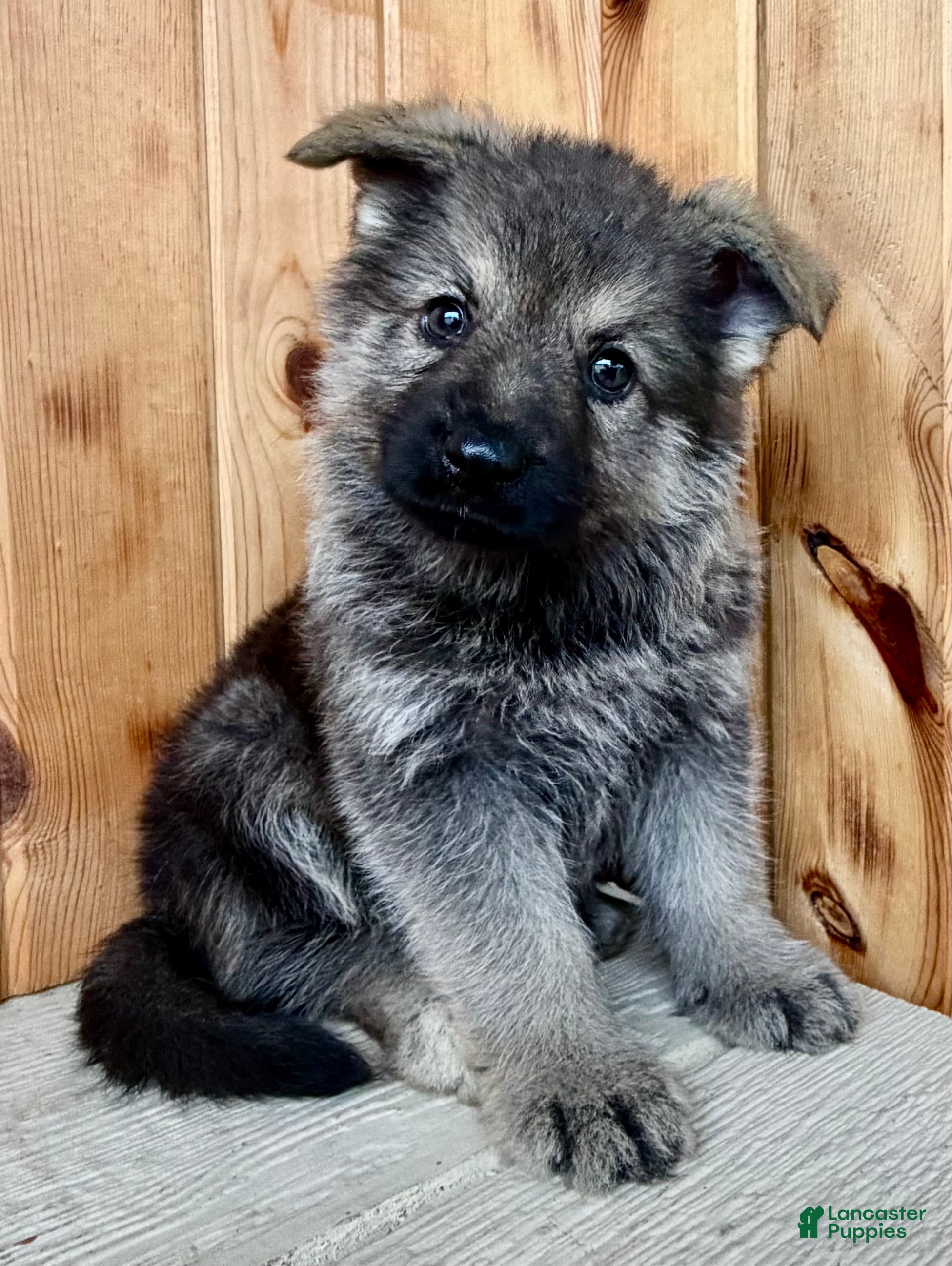 Mixed Breed dogs Mini Fenn  - Ad 1