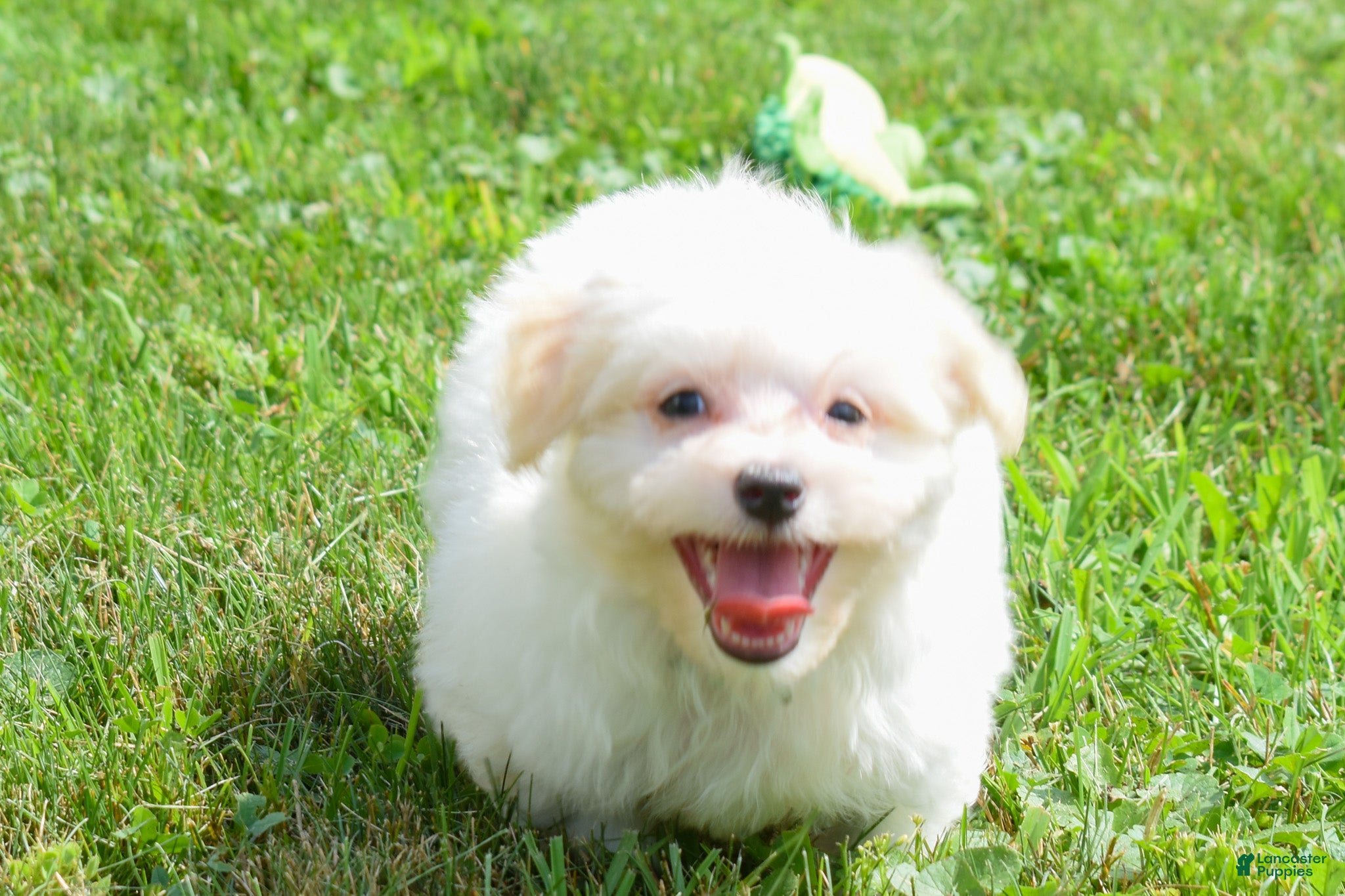 Maltese dogs Rusty ✨ - Ad 1