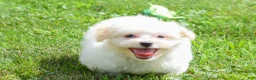 Maltese dogs for sale: Rusty ✨ - Ad 1