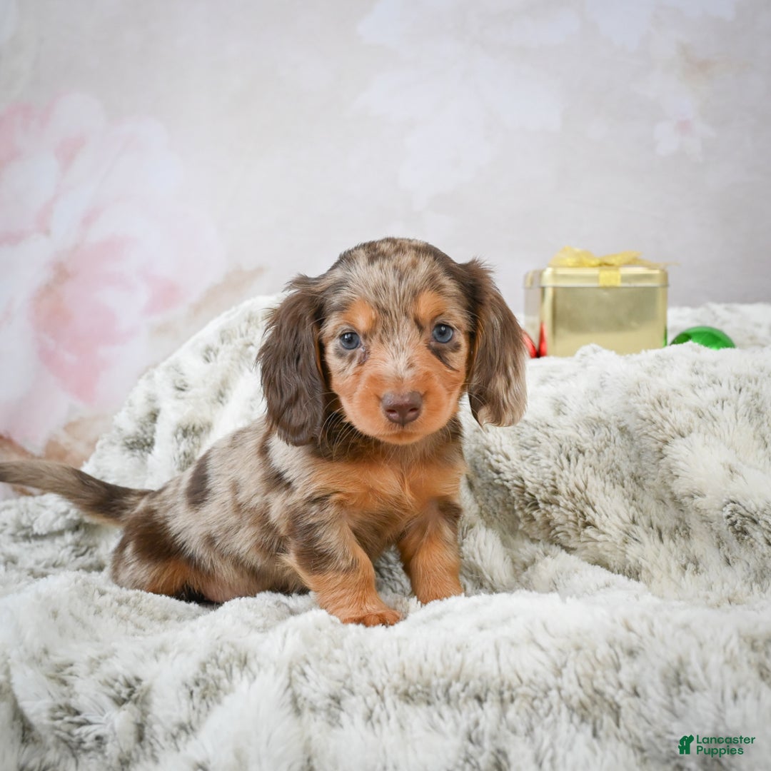 Miniature Dachshund dogs for sale: Snowflake - Ad 1