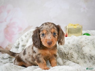 Miniature Dachshund dogs Snowflake - Ad 16