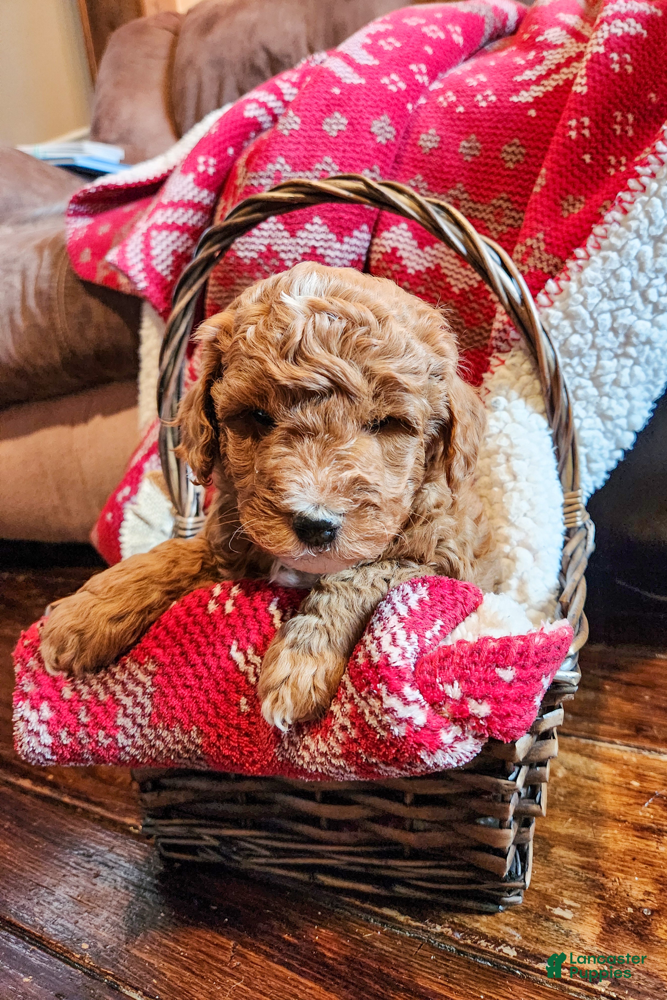 Mini Goldendoodle dogs Rusty - Ad 1