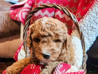 Mini Goldendoodle dogs for sale: Rusty - Ad 1
