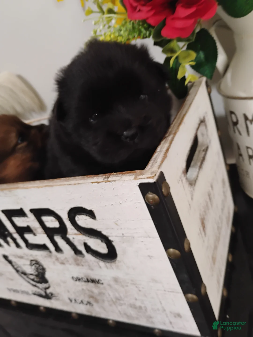 Chow Chow dogs for sale: Black female number 1 - Ad 2