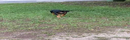 Rottweiler dogs for sale: Rottweiler 1 - Ad 3