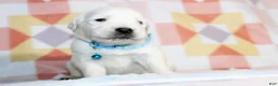 Golden Retriever dogs for sale: Louie - Ad 8