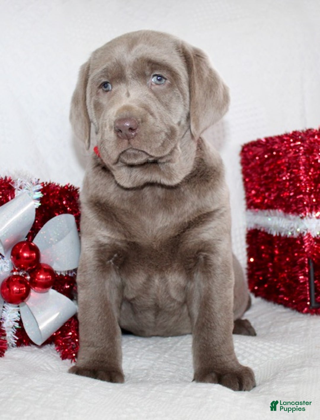 Labrador Retriever dogs for sale: Ribsy - Ad 3