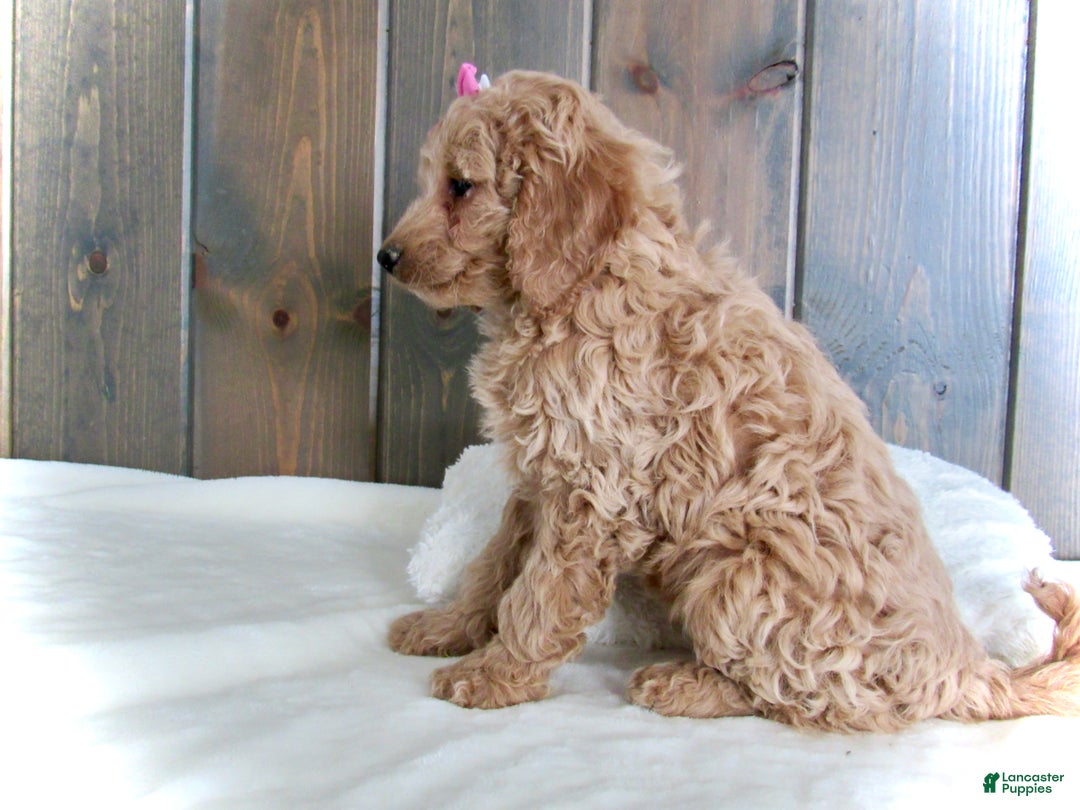 Mini Goldendoodle dogs for sale: Mindy - Ad 7