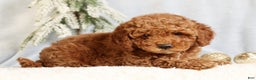 Mini Goldendoodle dogs for sale: Giselle - Ad 4