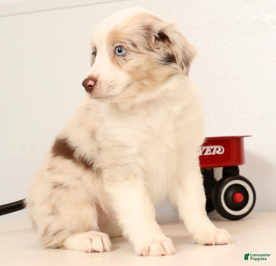 Miniature Australian Shepherd dogs for sale: Rose - Ad 2
