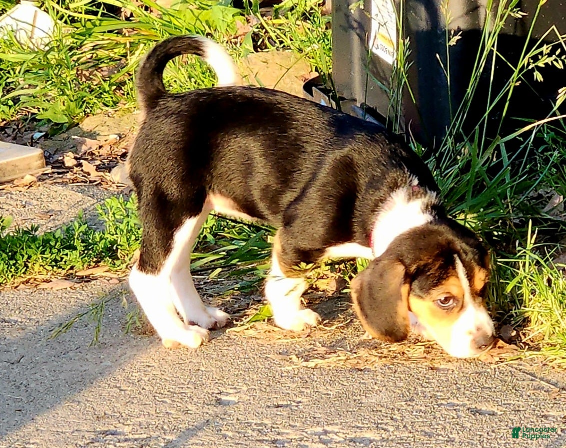 Beagle dogs Pinkie - Ad 1