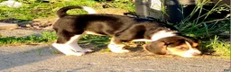 Beagle dogs for sale: Pinkie - Ad 1