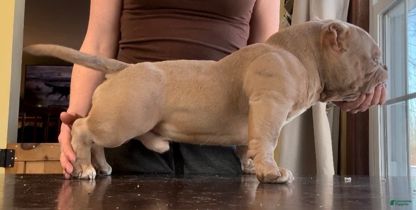American Bully dogs Bubba - Ad 1