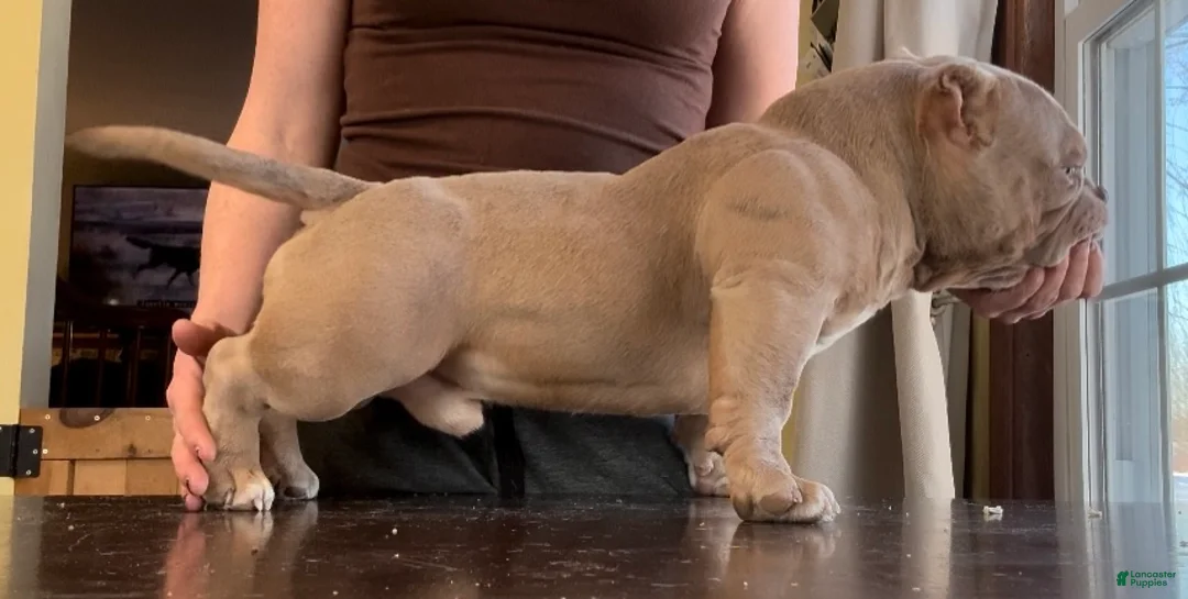 American Bully dogs for sale: Bubba - Ad 1
