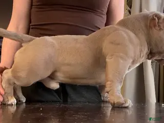 American Bully dogs for sale: Bubba - Ad 1