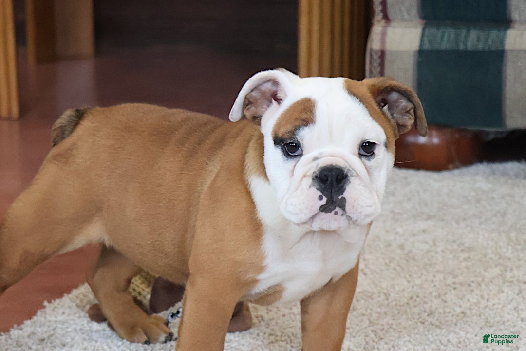 English Bulldog dogs for sale: English Bulldog Puppy 3 - Ad 5