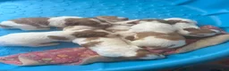 Brittany Spaniel dogs for sale: Brittany Spaniel 4 - Ad 9