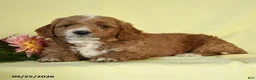 Mini Goldendoodle dogs for sale: Wolfgang - Ad 3