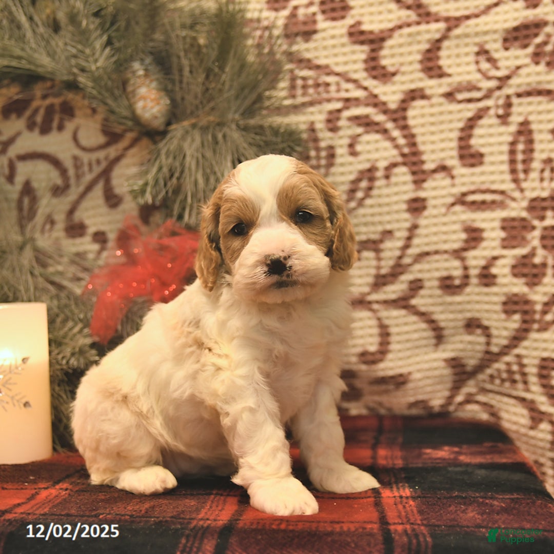 Cockapoo dogs for sale: Meagan  - Ad 1