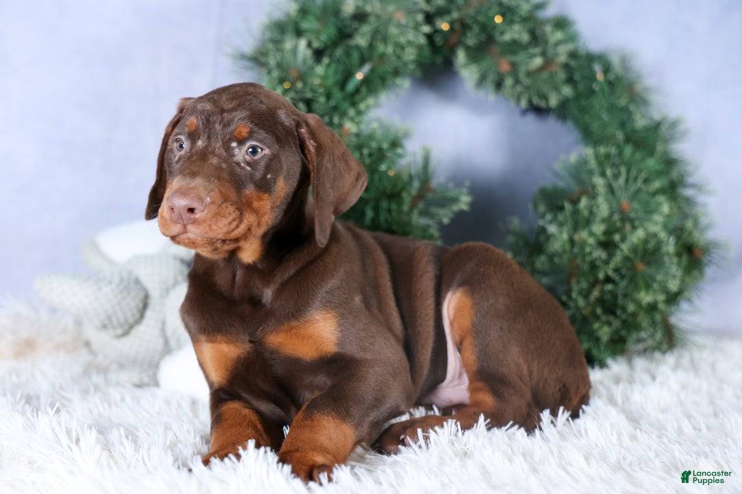 Doberman Pinscher dogs for sale: TYSON - Ad 2