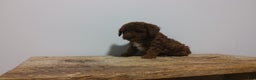 Miniature Poodle dogs for sale: Miniature Poodle Puppy 1 - Ad 5