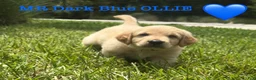 Golden Retriever dogs for sale: Golden Retriever Carmela - Ad 9