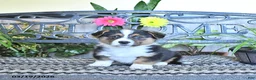 Welsh Corgi Pembroke dogs for sale: Silas - Ad 1