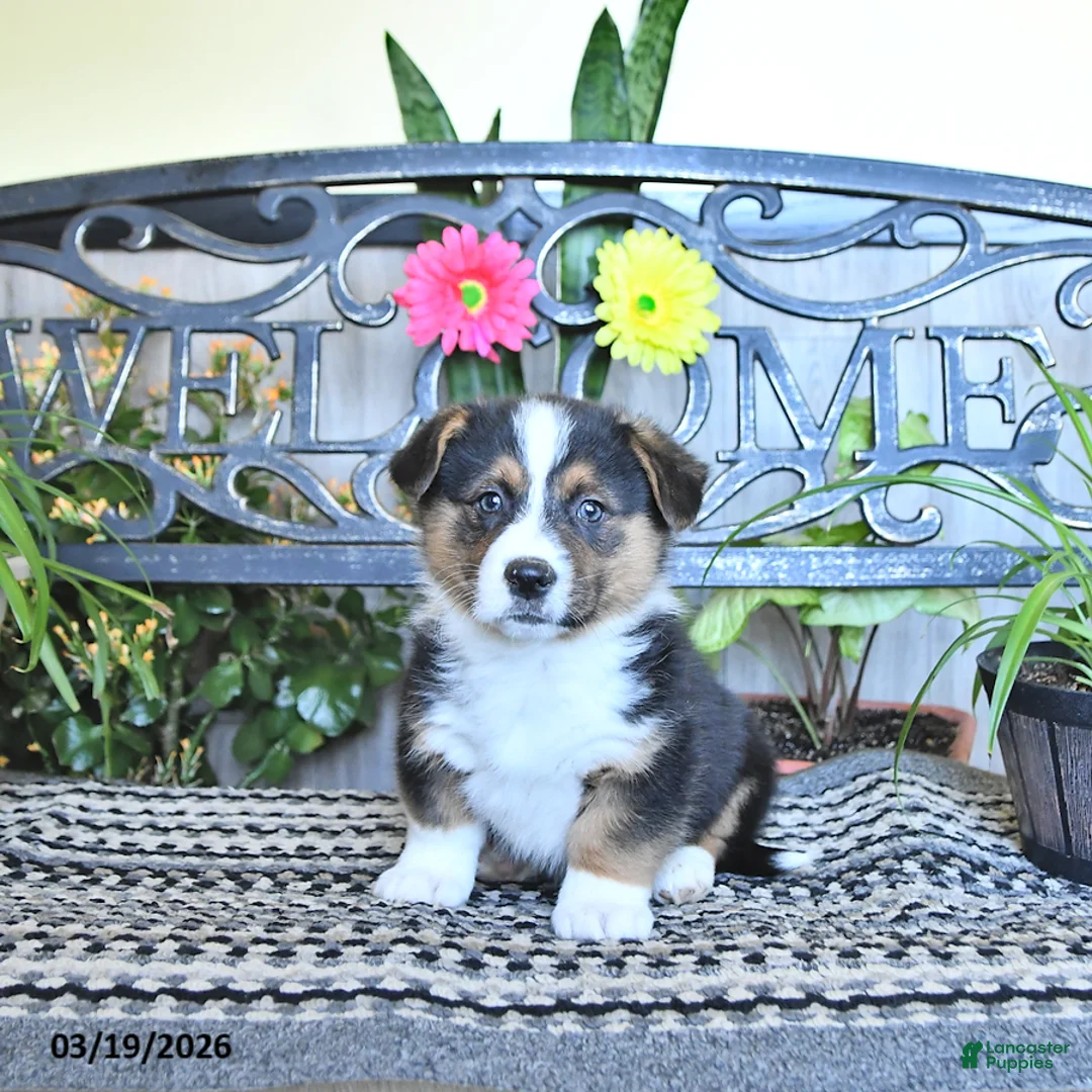Welsh Corgi Pembroke dogs for sale: Silas - Ad 1