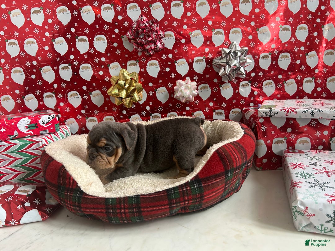 English Bulldog dogs for sale: Lavender - Ad 5